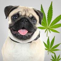 Medical Marijuana: Not for Dogs, FDA Says