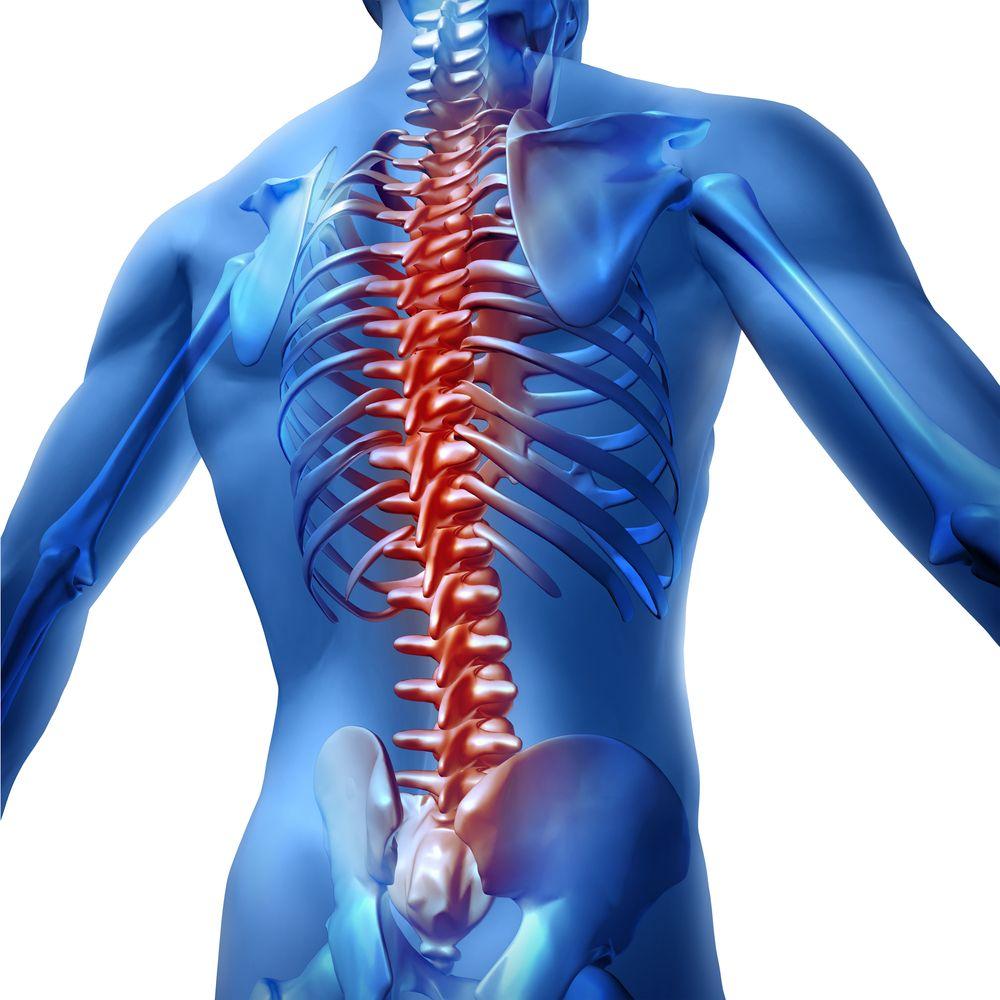 Spine (©Lightspring/Shutterstock.com)