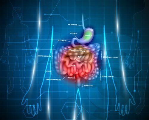 (Gastrointestinal tract. © Tefi/Shutterstock.com)