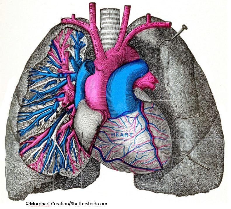 Exercise Study Detects Subclinical RV Dysfunction in PAH 