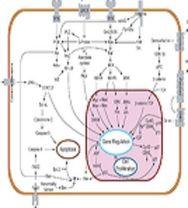 Biologic Bloodhounds Tracking the Paths in RA Pathology