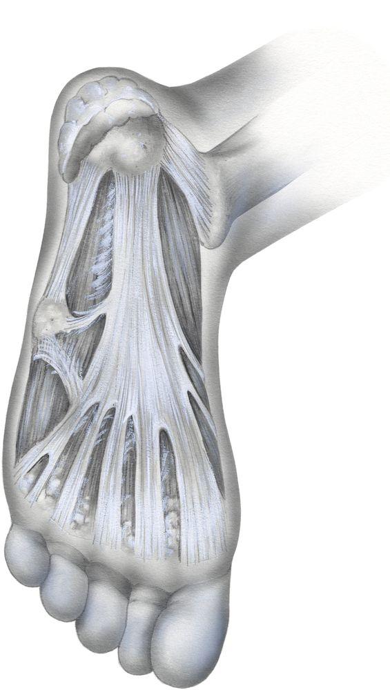 (Plantar fascia ©MedicalArtInc/Shutterstock.com)