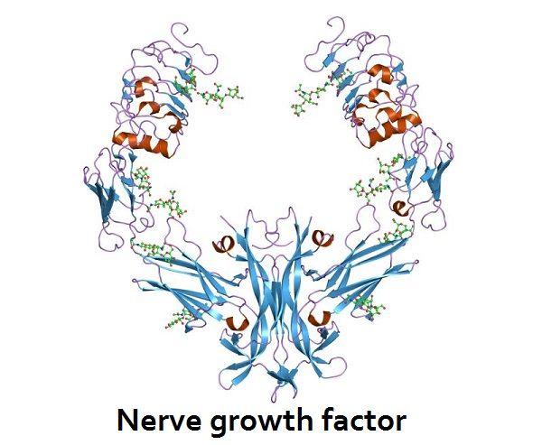 Phase III Studies on NGF Blocker Tanezumab for OA Pain to Resume