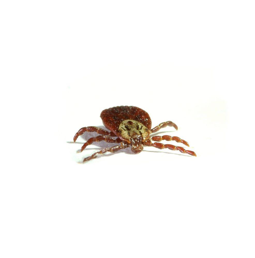 Parasite tick (©SergeyToronto/Shutterstock.com)