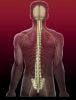 Stem Cells Repair Damaged Spinal Cord Tissue