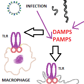 TLRs, DAMPs, PAMPs, and Muscle Injury: Newfound Explanations for Myositis