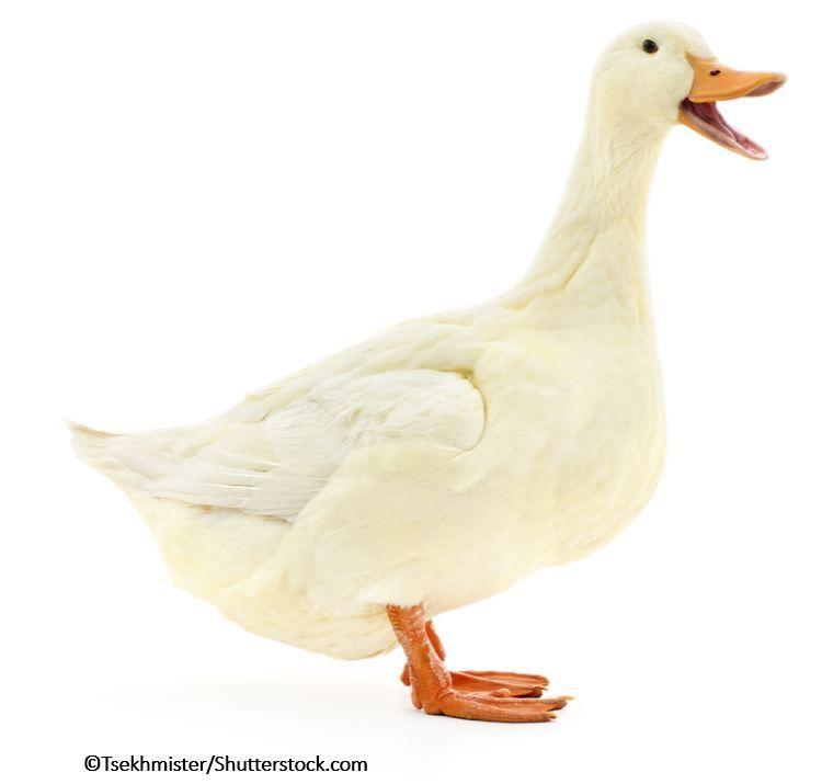 If it Quacks like a Duck, Tell the Patient it's a Duck 