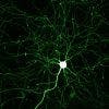 Conventional Wisdom of Neuron Operations Challenged