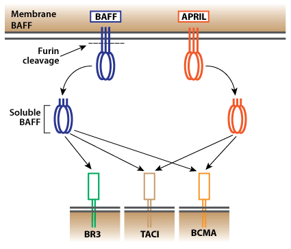 Four Basics About BAFF Inhibitors for SLE