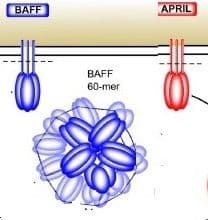 Lilly Halts Development of Tabalumab for SLE