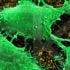 Self-destructing Precancerous Cells