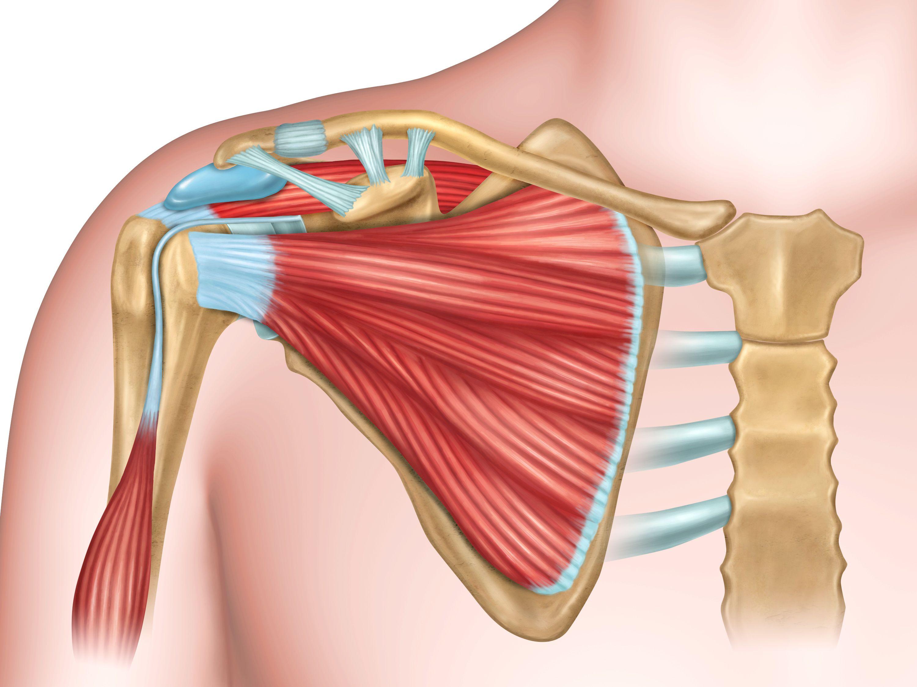 How long does a shoulder replacement last?