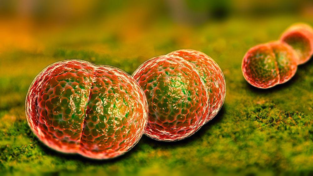 (Meningitis bacteria ©EzumeImages/Shutterstock.com)