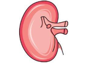 Diabetic Nephropathy: Which Risk Factor is Most Strongly Associated?