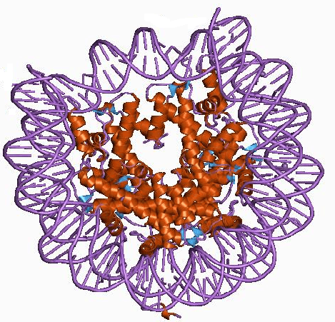 DNA-Packaging Proteins May Hold Key to Lupus Vaccine