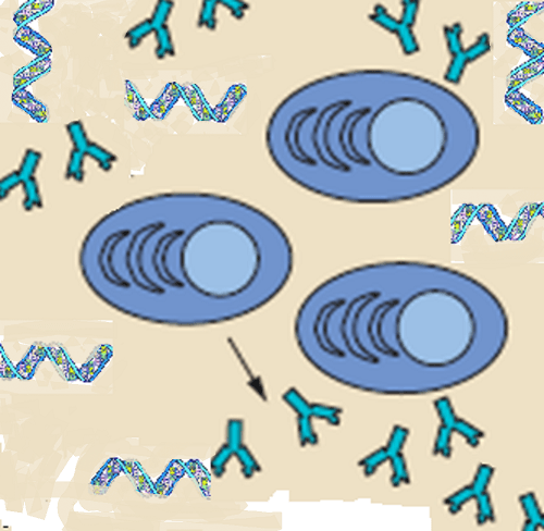 Found: Why B Cells Attack DNA in Lupus